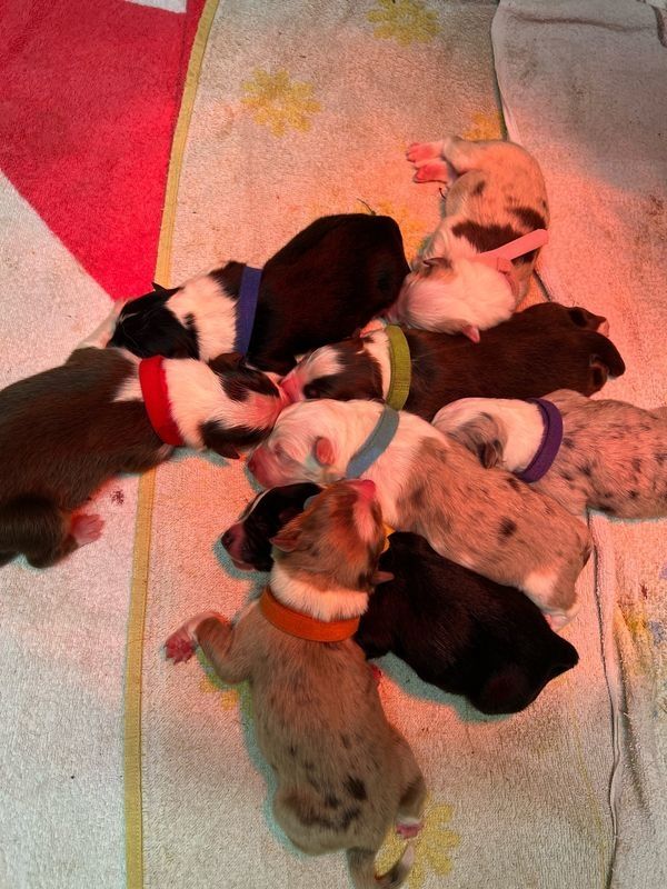 Australian Shepherd Welpen Australian Shepherd Welpen