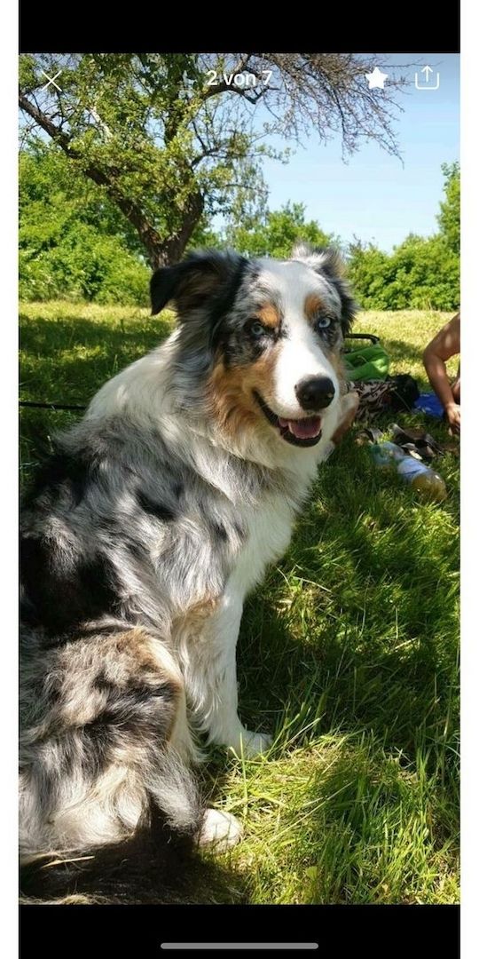 Australian Shepherd Welpen Australian Shepherd Welpen
