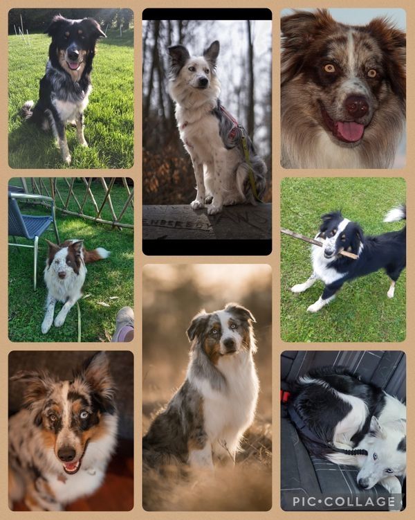 Australian Shepherd Welpen Australian Shepherd Welpen