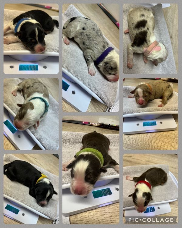 Australian Shepherd Welpen Australian Shepherd Welpen