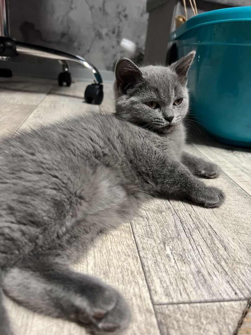 Zuckersüße verschmuste Graue BKH Kitten Mädchen Zuckersüße verschmuste Graue BKH Kitten Mädchen