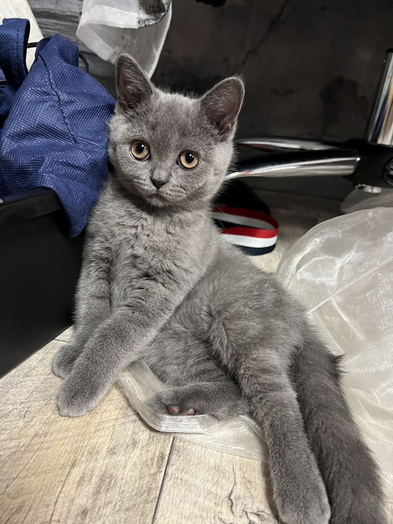 Zuckersüße verschmuste Graue BKH Kitten Mädchen Zuckersüße verschmuste Graue BKH Kitten Mädchen