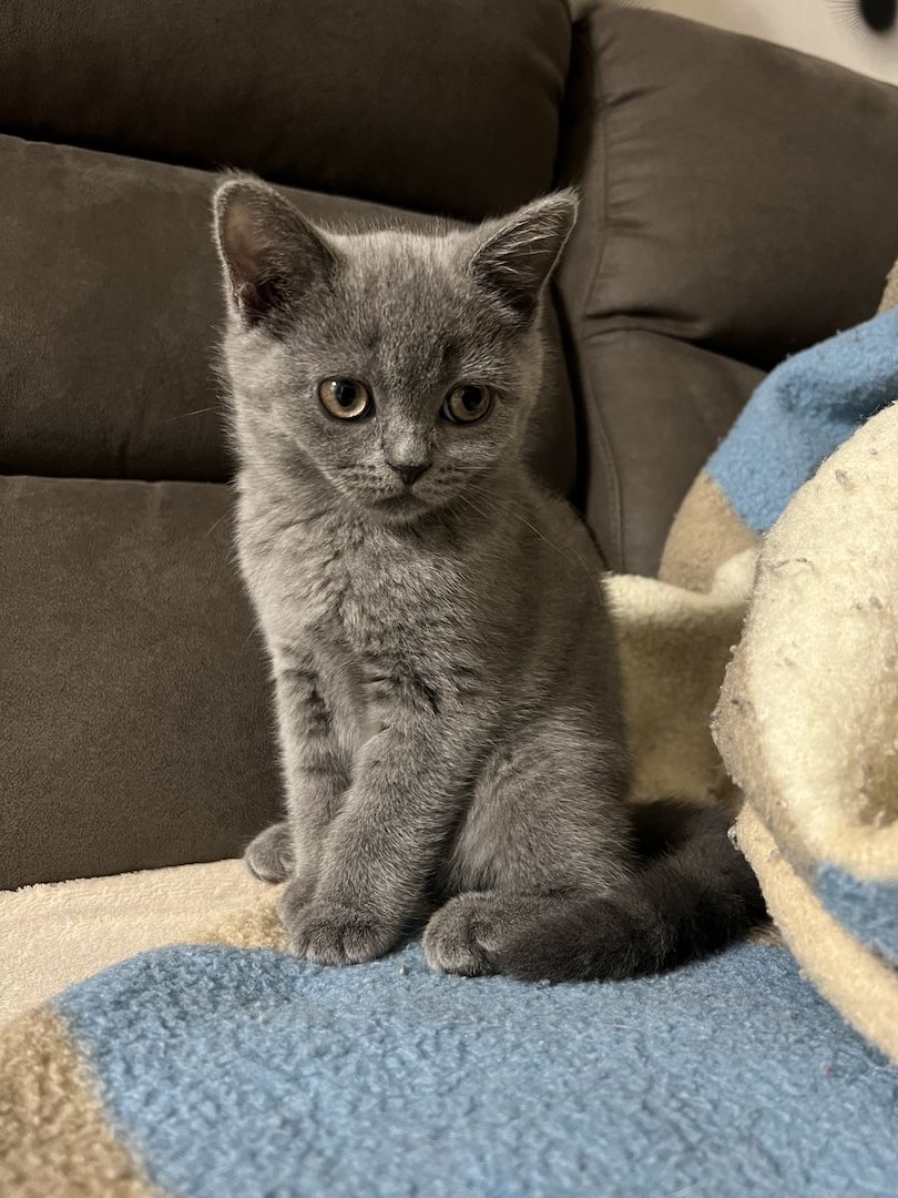 Zuckersüße verschmuste Graue BKH Kitten Mädchen Zuckersüße verschmuste Graue BKH Kitten Mädchen