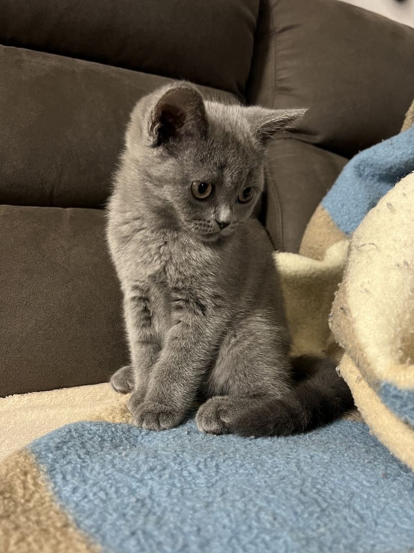 Zuckersüße verschmuste Graue BKH Kitten Mädchen Zuckersüße verschmuste Graue BKH Kitten Mädchen