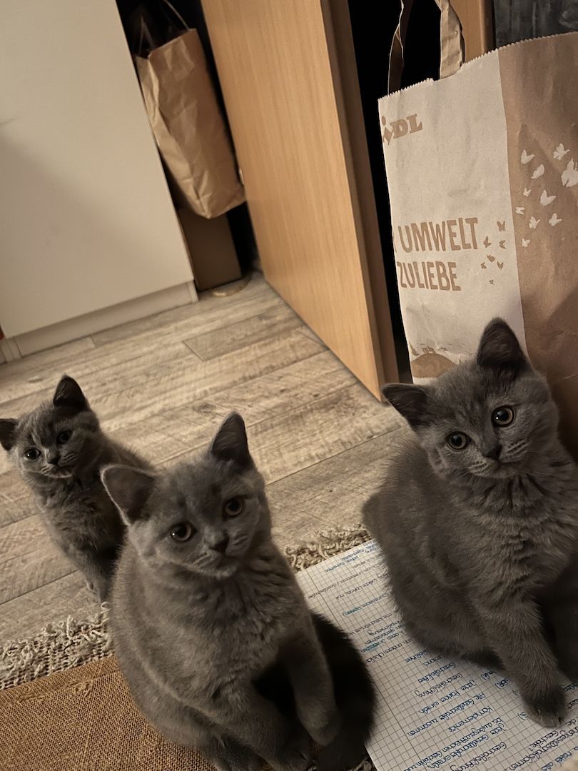 Zuckersüße verschmuste Graue BKH Kitten Mädchen Zuckersüße verschmuste Graue BKH Kitten Mädchen