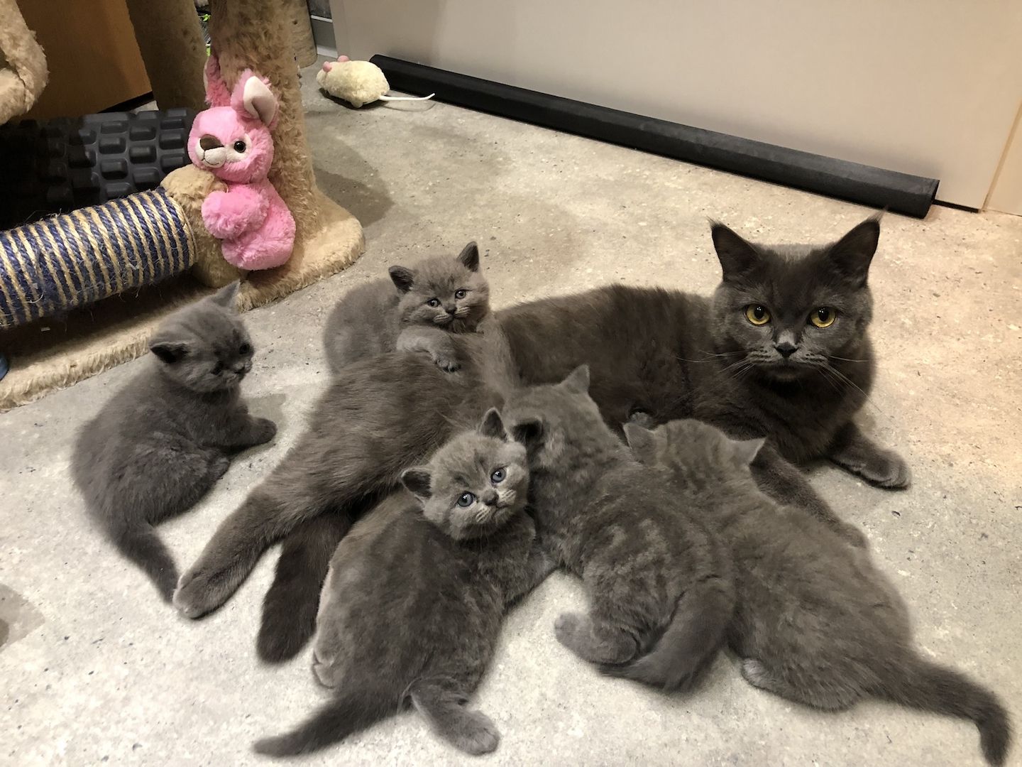 Zuckersüße verschmuste Graue BKH Kitten Mädchen Zuckersüße verschmuste Graue BKH Kitten Mädchen