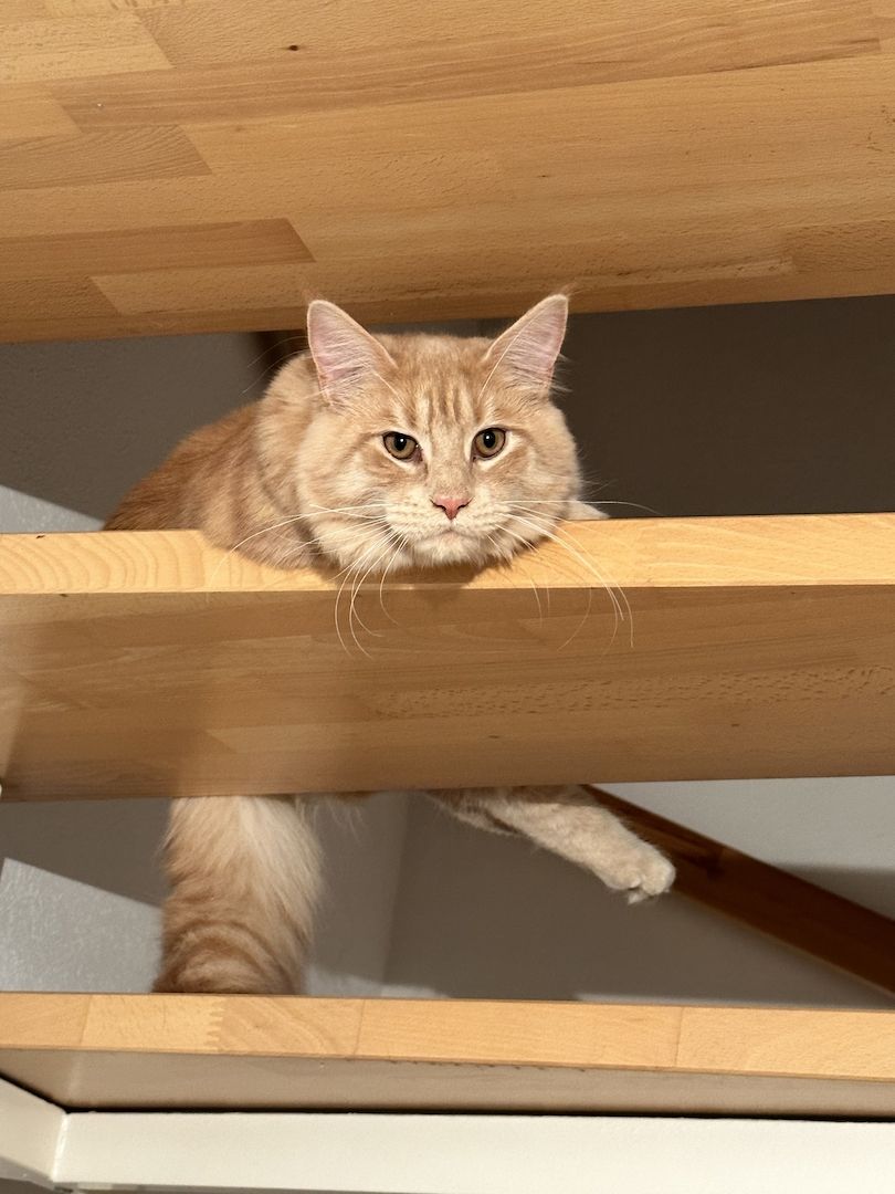 Zwei Maine Coon Kater