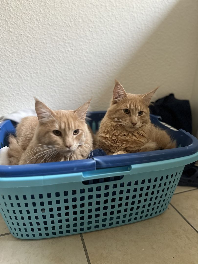 Zwei Maine Coon Kater