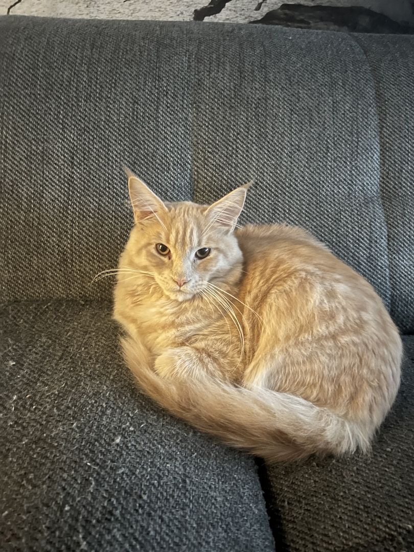 Zwei Maine Coon Kater