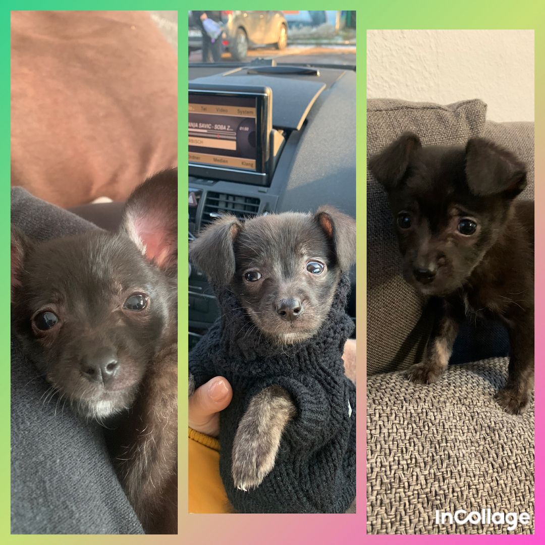 Welpe Pinscher Mini mix