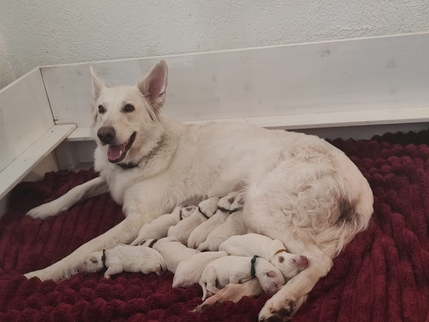 Weiße Schweizer Schäferhund Welpen Weiße Schweizer Schäferhund Welpen