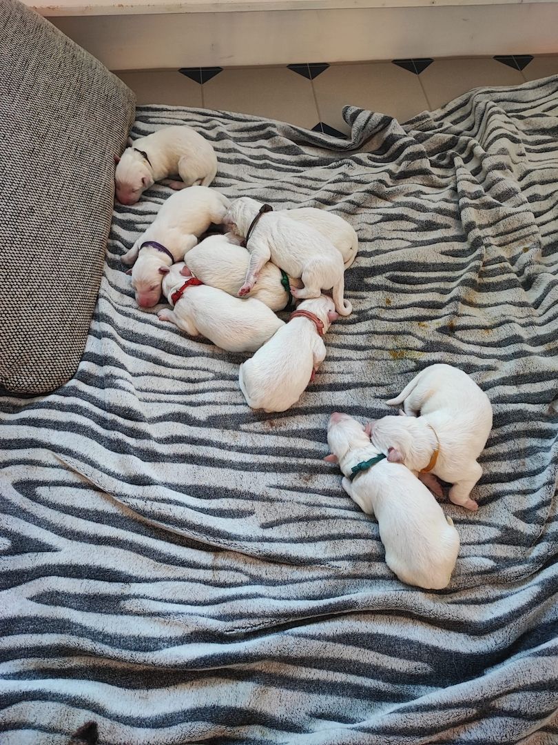 Weiße Schweizer Schäferhund Welpen Weiße Schweizer Schäferhund Welpen