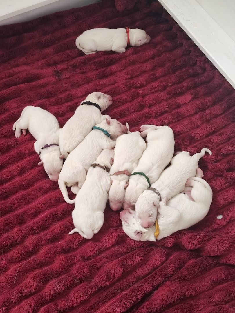 Weiße Schweizer Schäferhund Welpen Weiße Schweizer Schäferhund Welpen