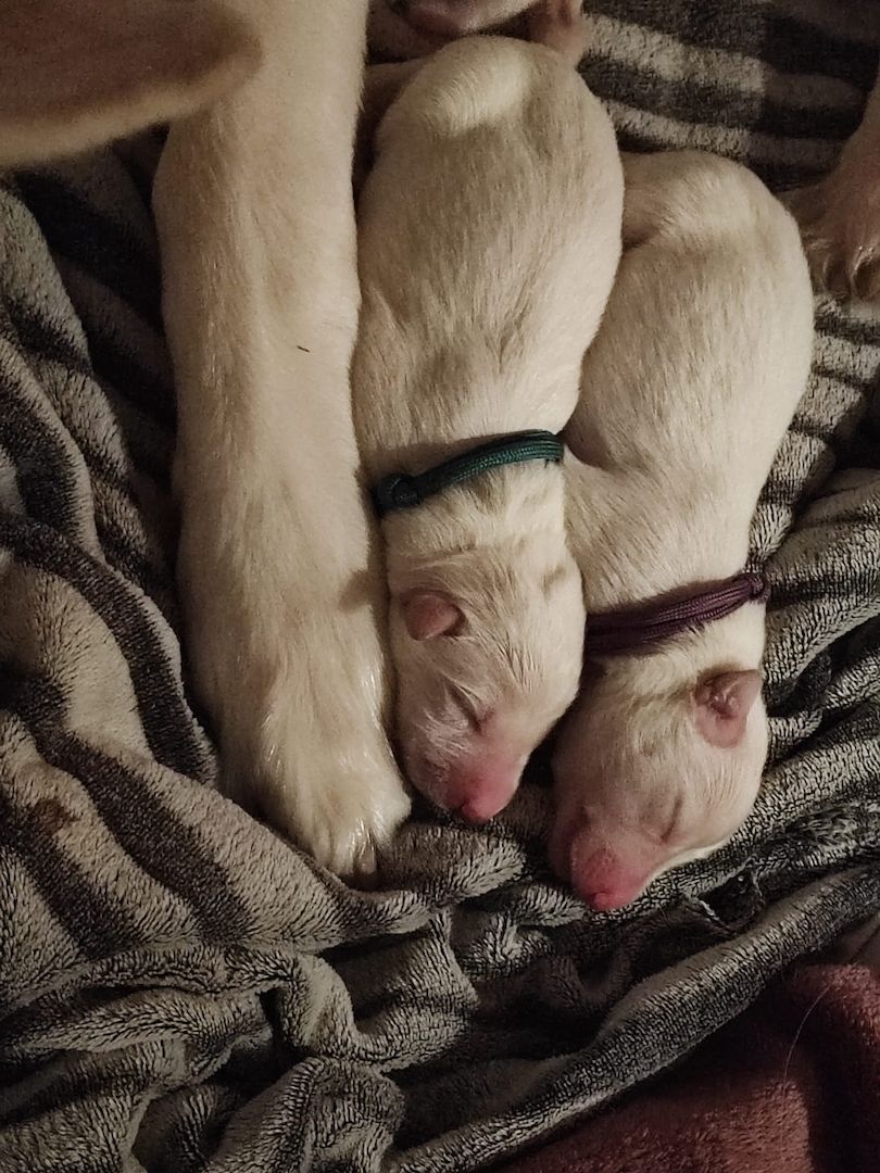 Weiße Schweizer Schäferhund Welpen Weiße Schweizer Schäferhund Welpen