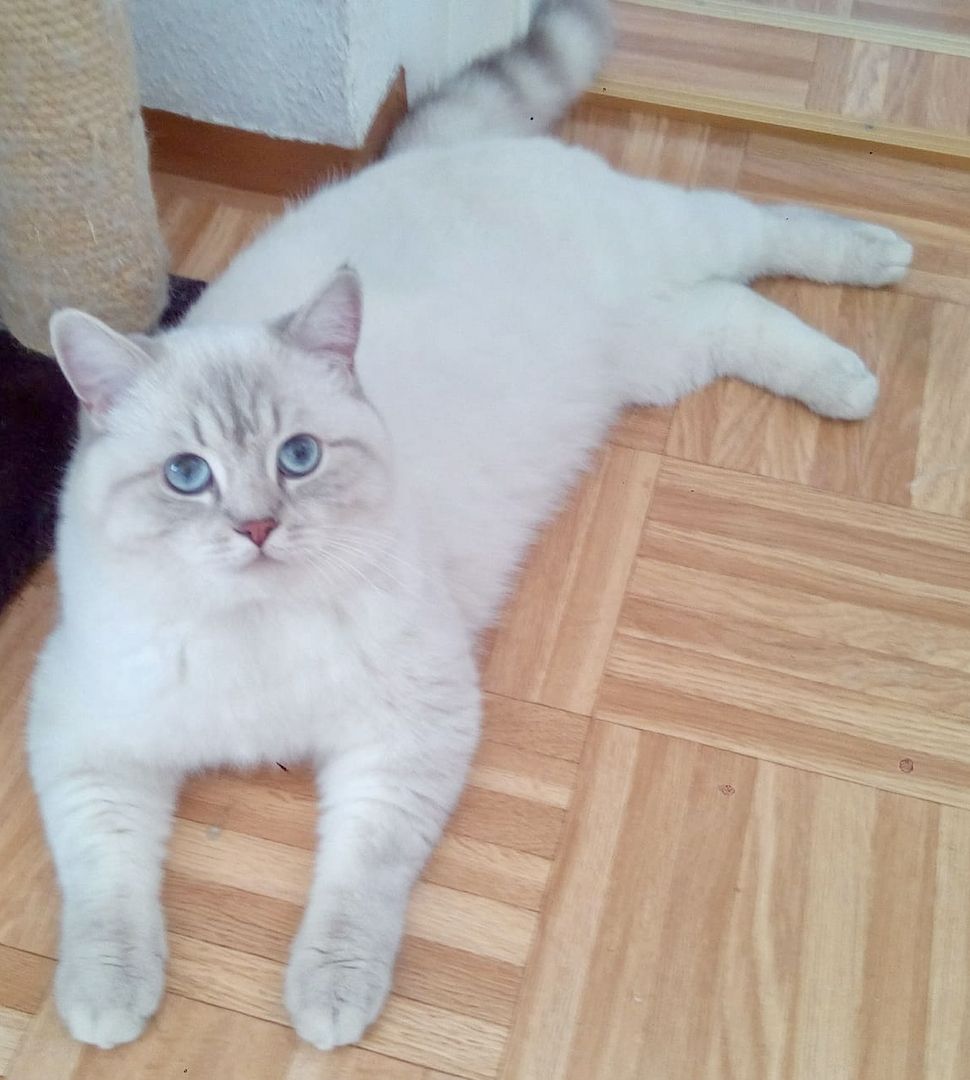 BKH-BLH Katzen Babys