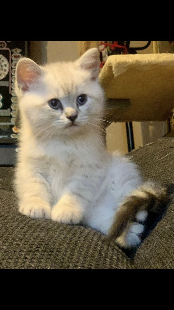 BKH-BLH Katzen Babys