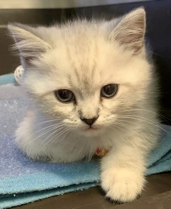 BKH-BLH Katzen Babys