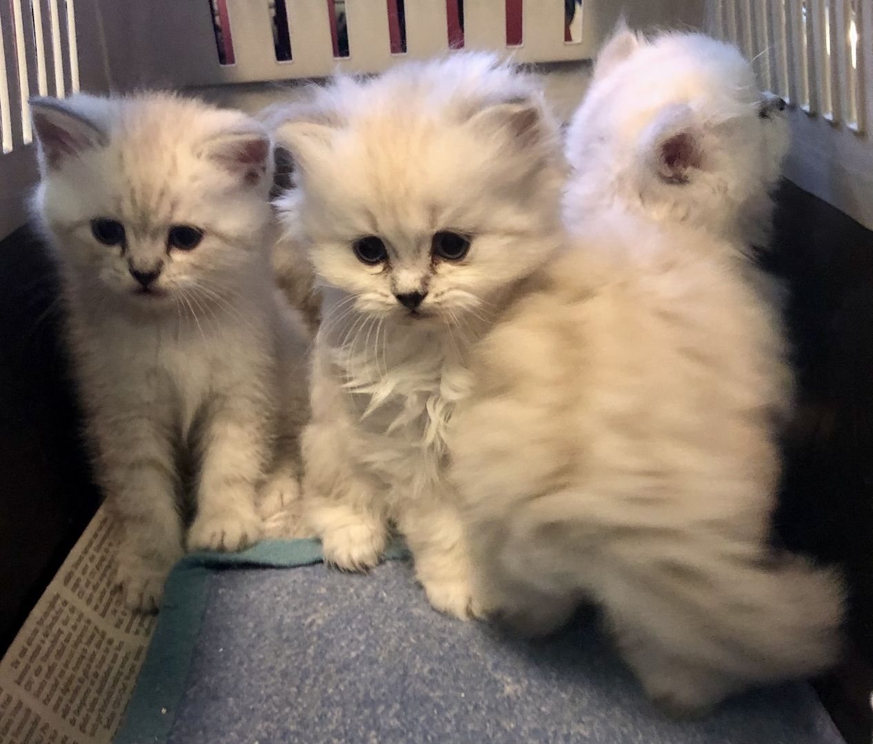 BKH-BLH Katzen Babys