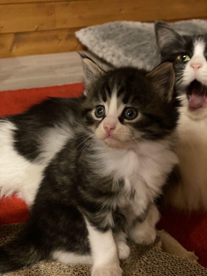 Maine Coon Kitten