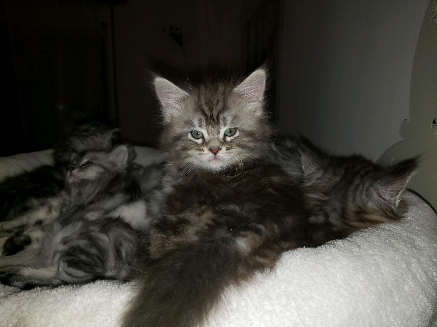 Maine Coon