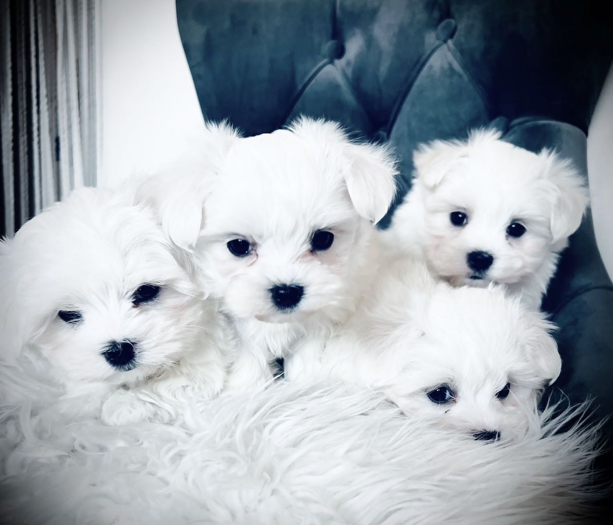 Malteser Welpen