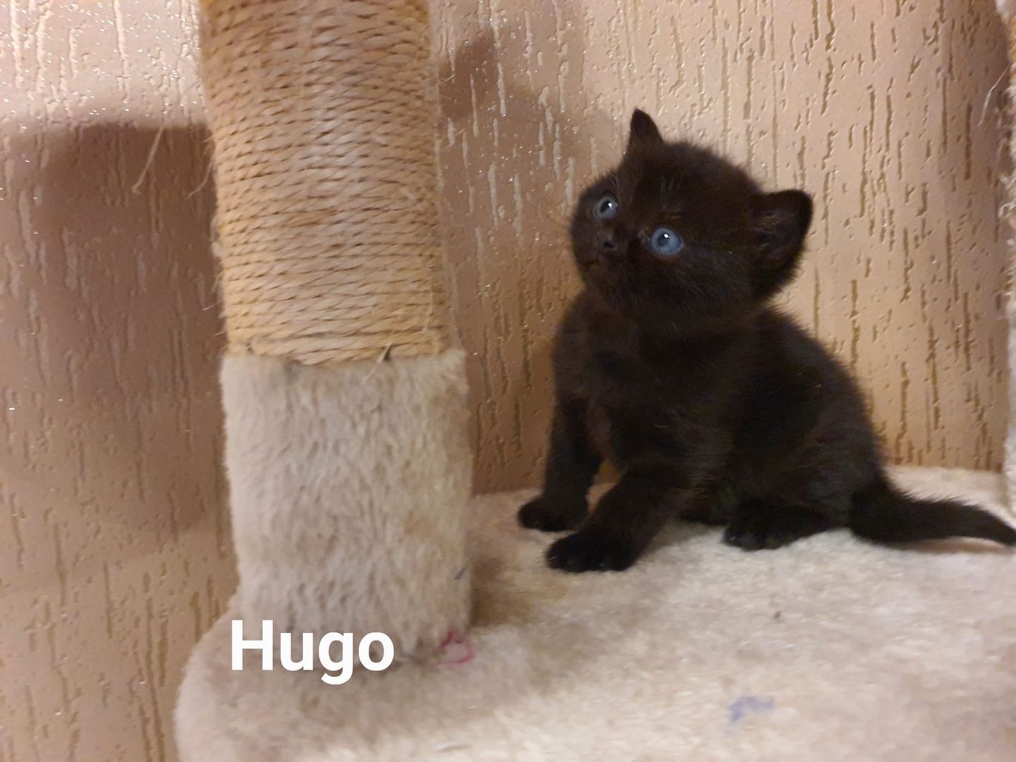 BKH Kitten8 BKH Kitten8