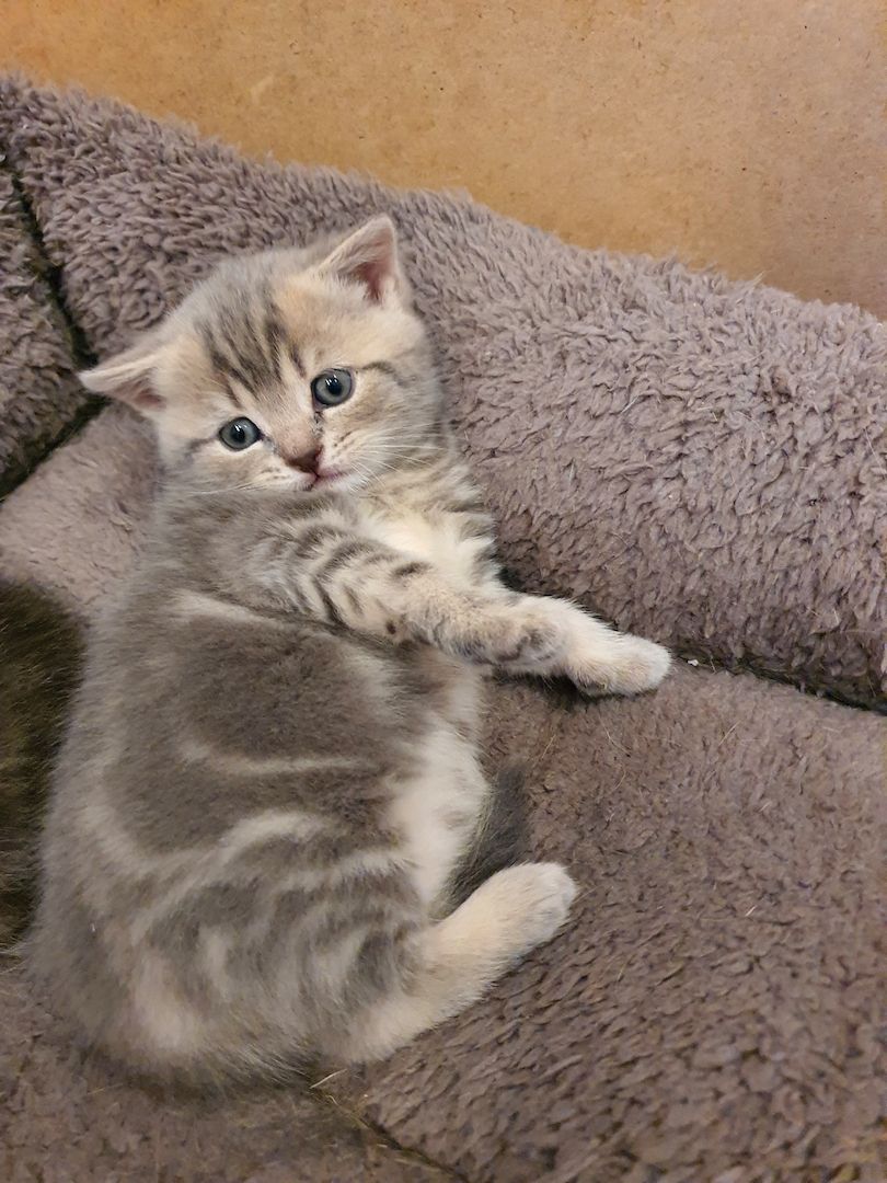 BKH Kitten8 BKH Kitten8