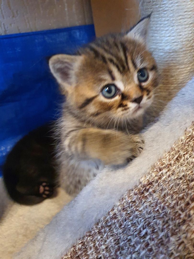 BKH Kitten8 BKH Kitten8