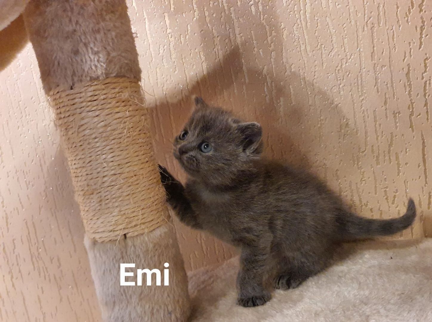 BKH Kitten8 BKH Kitten8