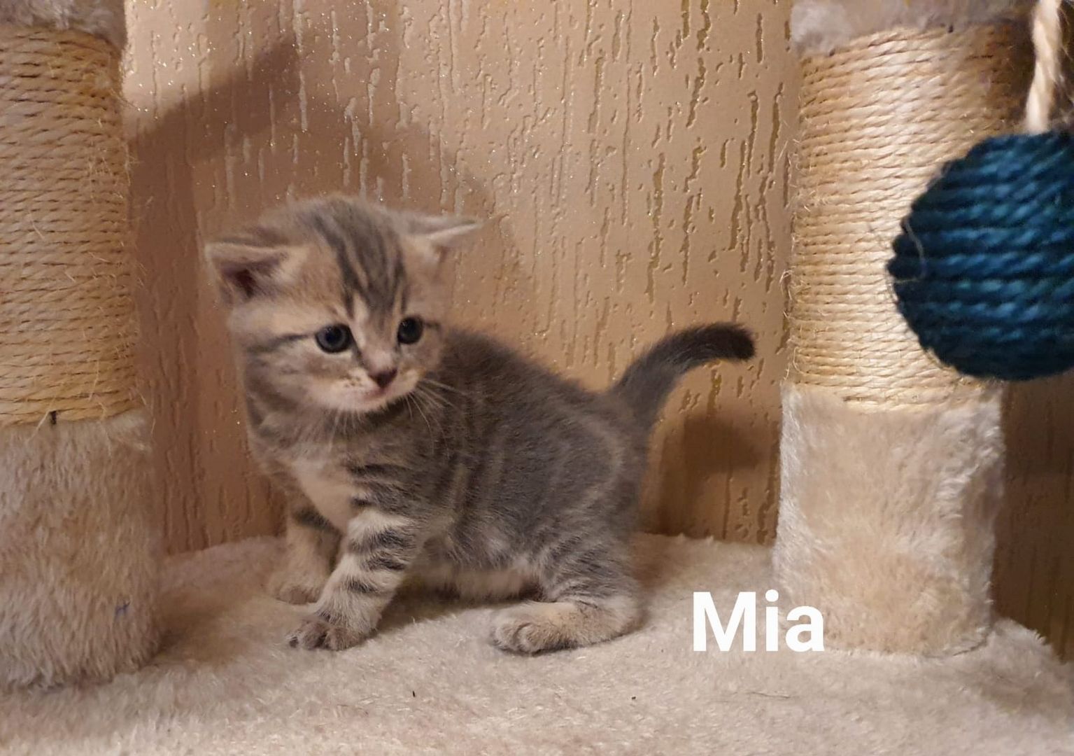 BKH Kitten8 BKH Kitten8