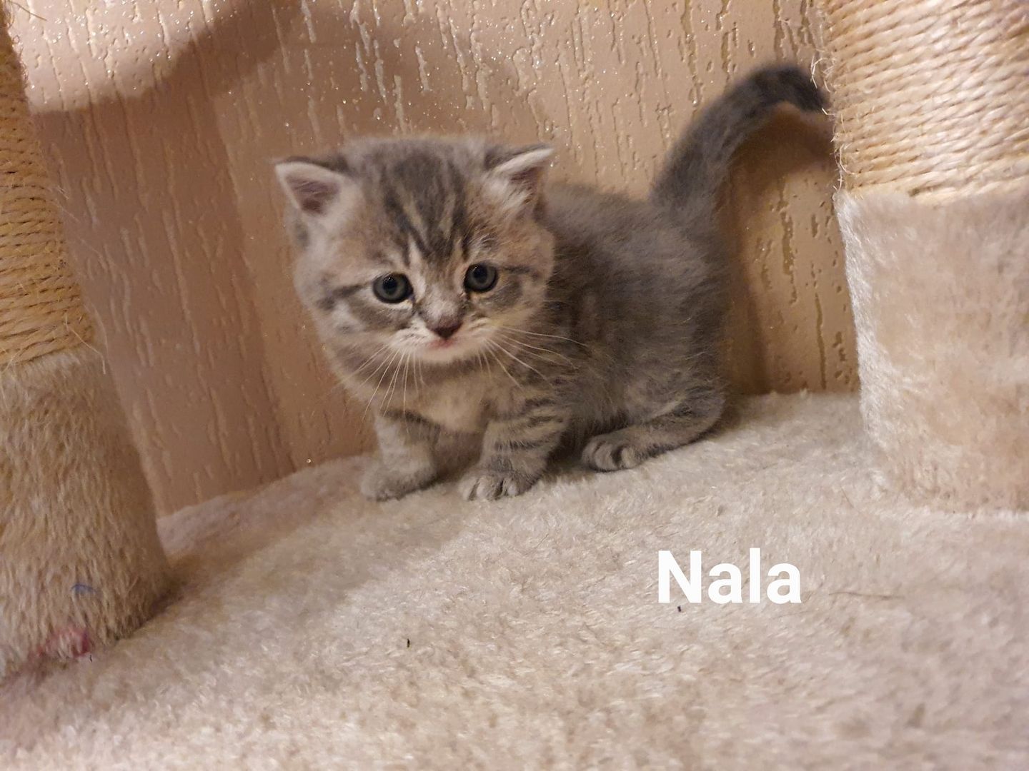 BKH Kitten8 BKH Kitten8