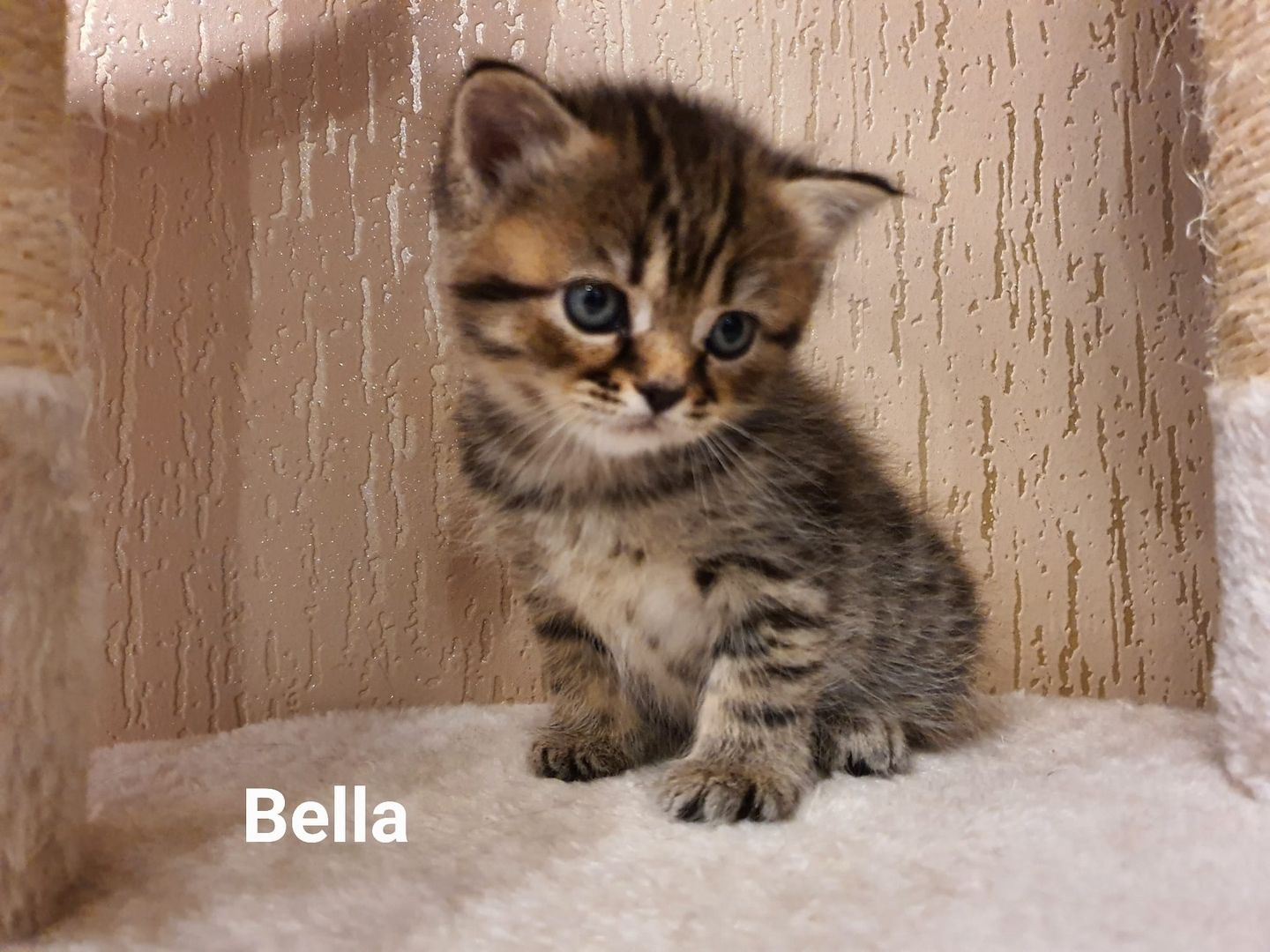 BKH Kitten8 BKH Kitten8