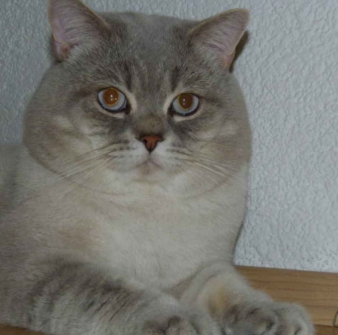 BKH Kitten8 BKH Kitten8