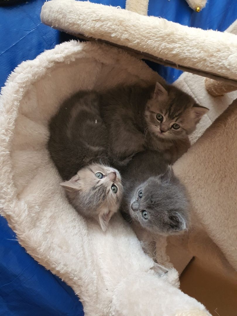 BKH Kitten8 BKH Kitten8