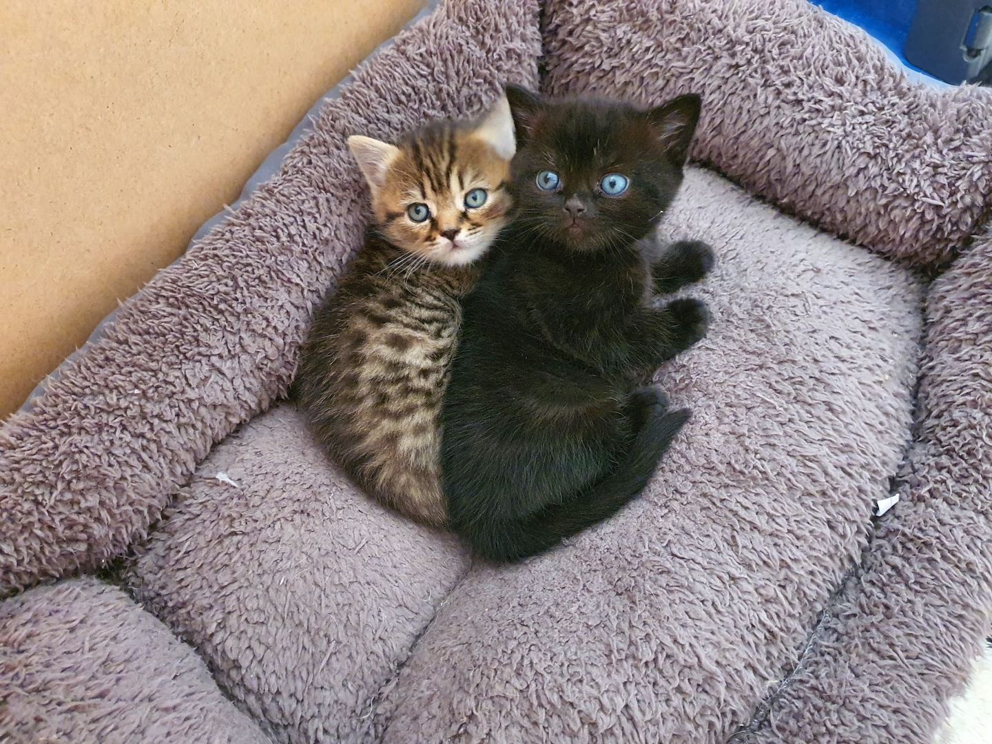 BKH Kitten8 BKH Kitten8