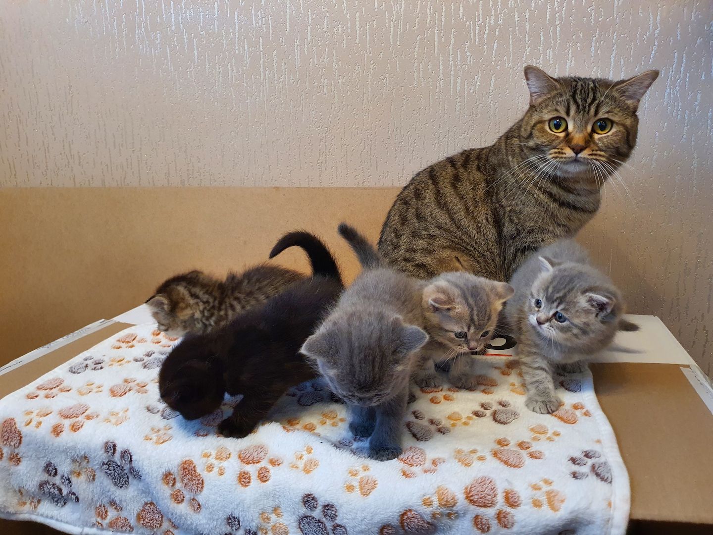 BKH Kitten8 BKH Kitten8