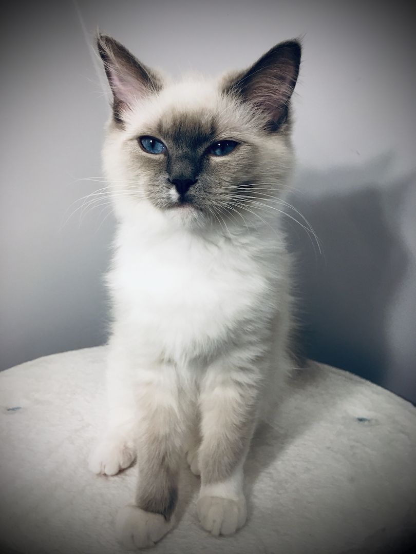 Ragdoll Jungkatze in allerbeste Hände abzugeben