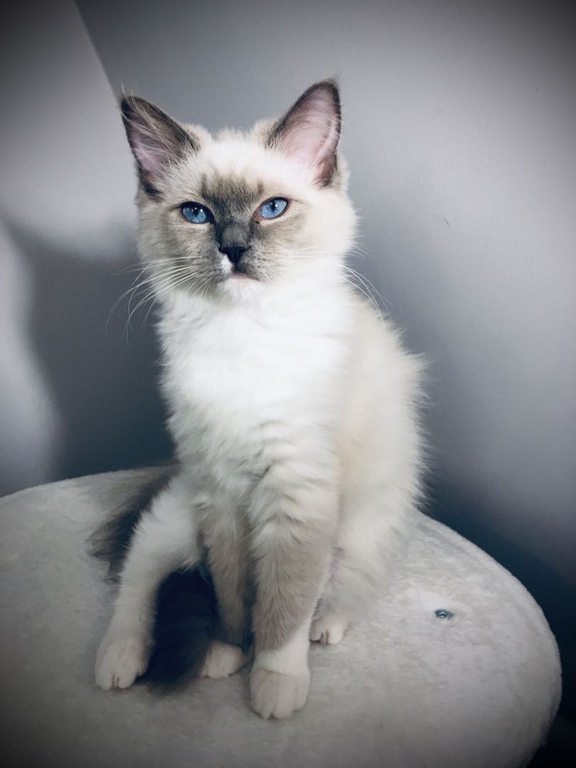 Ragdoll Jungkatze in allerbeste Hände abzugeben