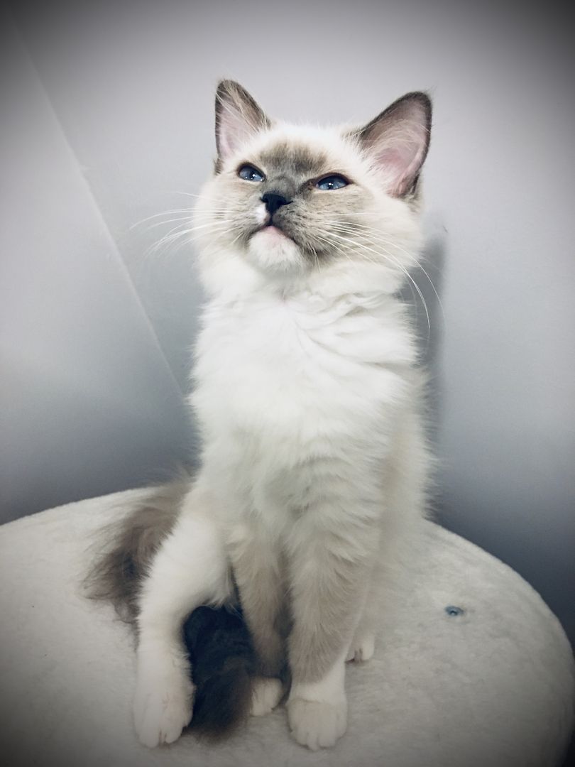 Ragdoll Jungkatze in allerbeste Hände abzugeben