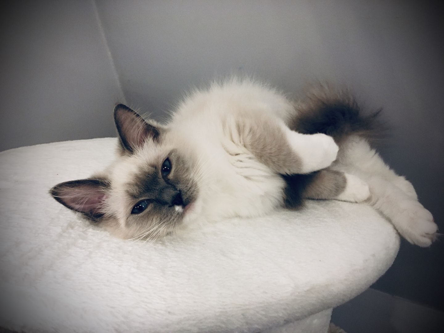 Ragdoll Jungkatze in allerbeste Hände abzugeben