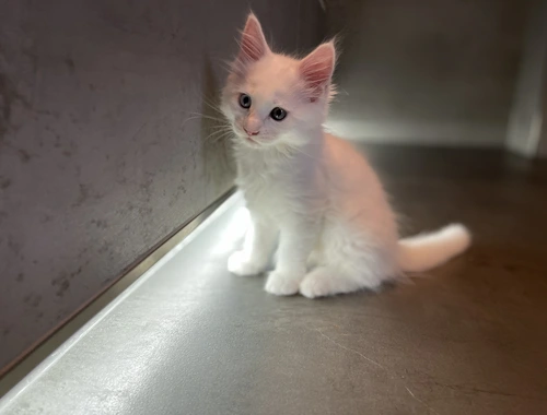 Maine Coon Kitten Weiß