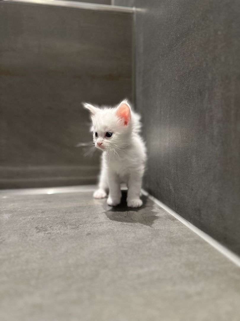 Maine Coon Kitten Weiß