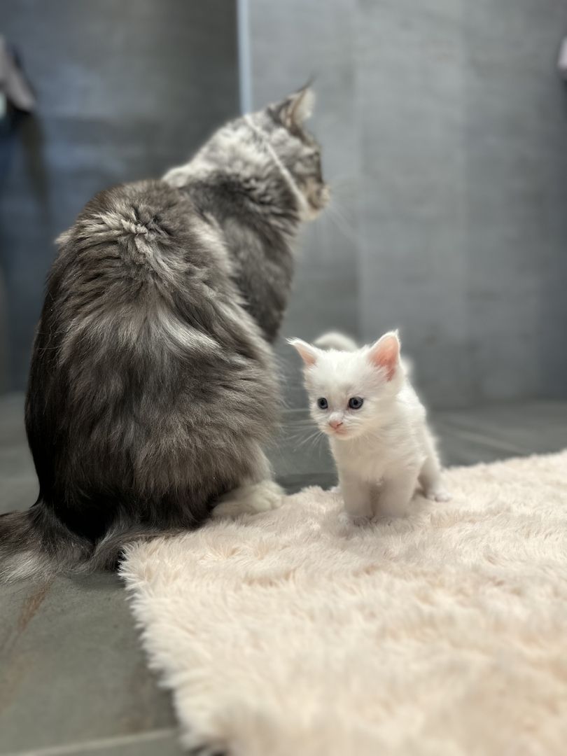 Maine Coon Kitten Weiß