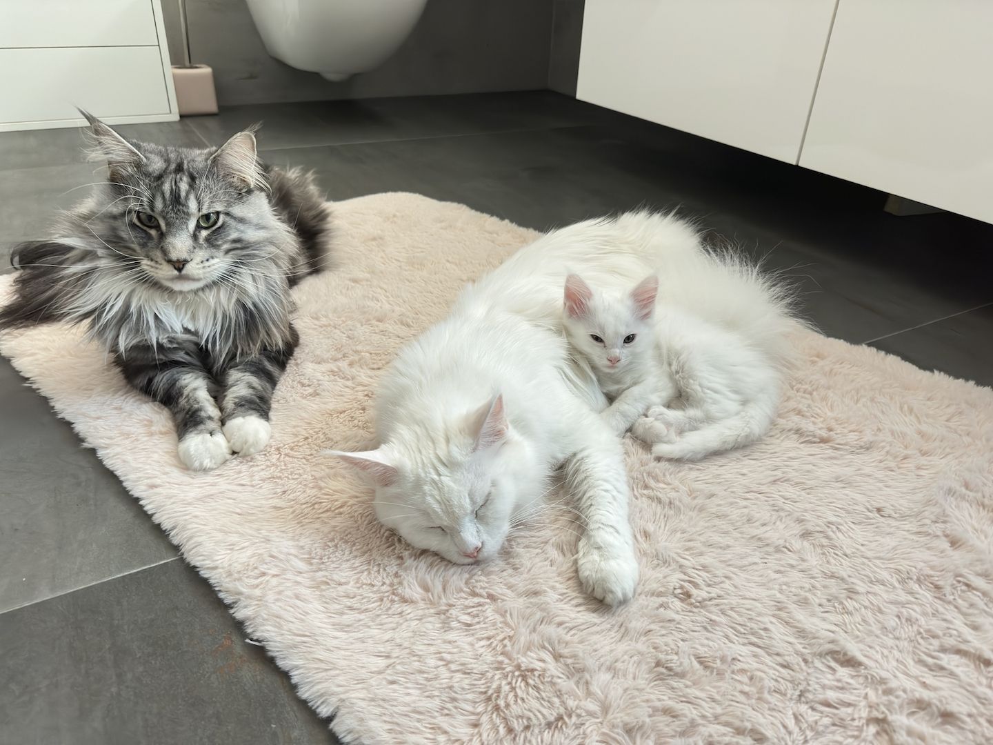 Maine Coon Kitten Weiß