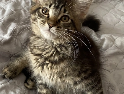 Maine Coon