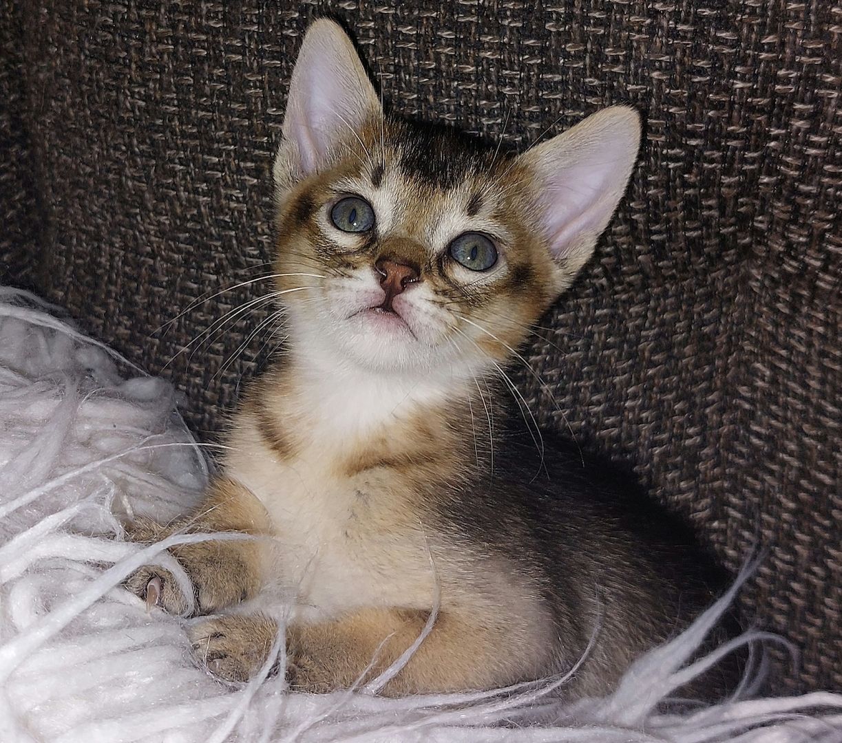 Burma - Abessinier  Edel-mix Kitten / Singapura sehr ähnlich