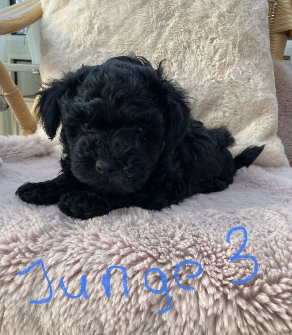 Bolonka Zwetna Welpen suchen ein neues Zuhause