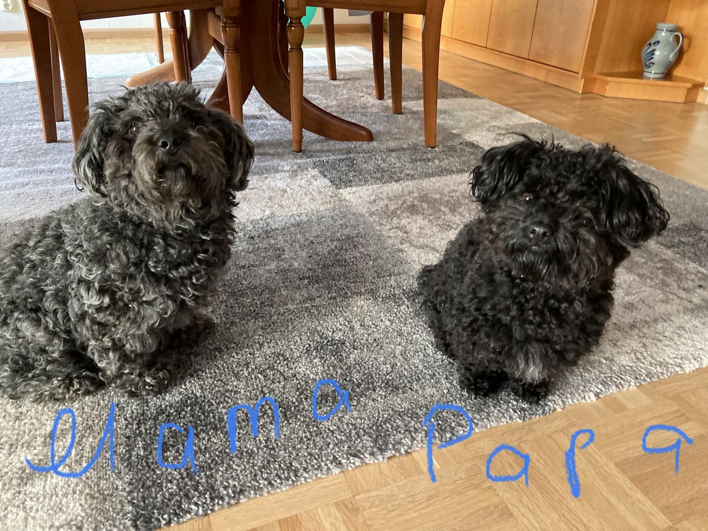 Bolonka Zwetna Welpen suchen ein neues Zuhause