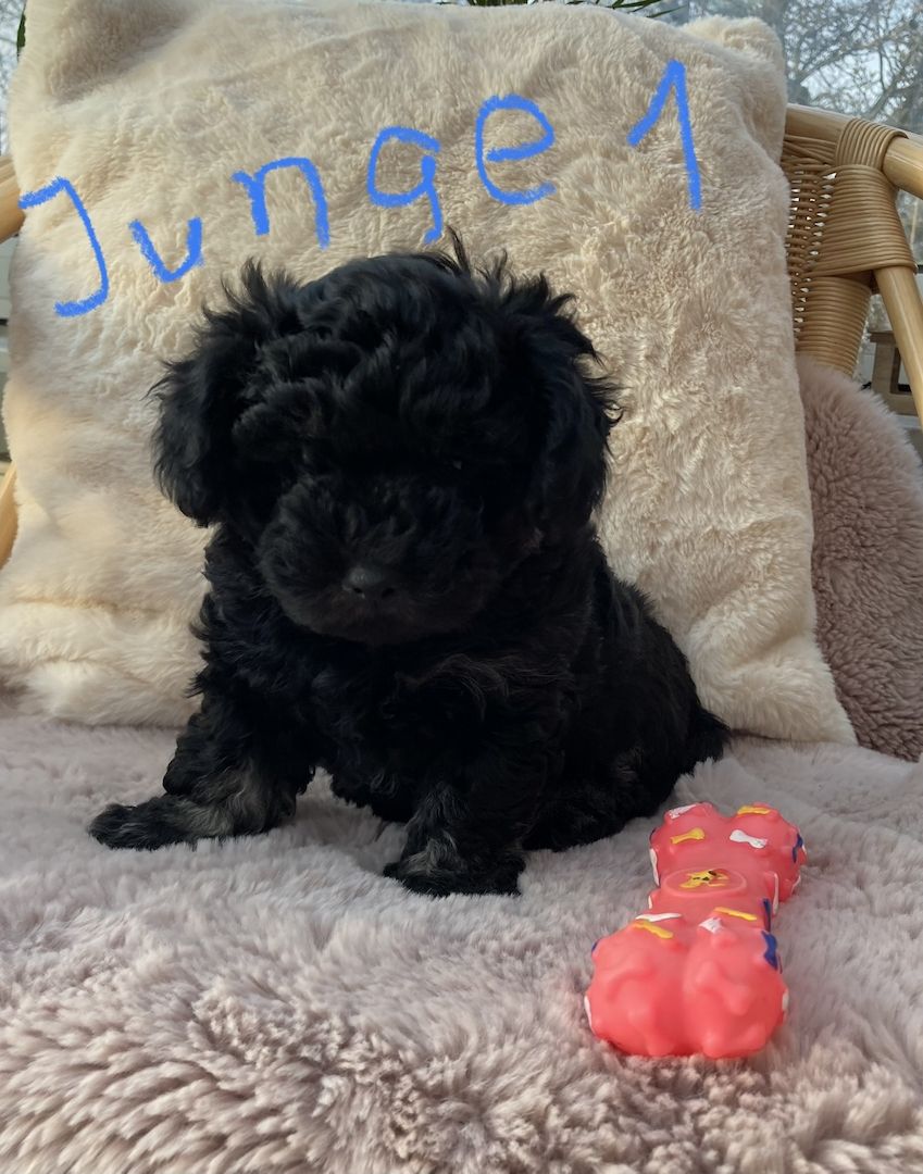 Bolonka Zwetna Welpen suchen ein neues Zuhause