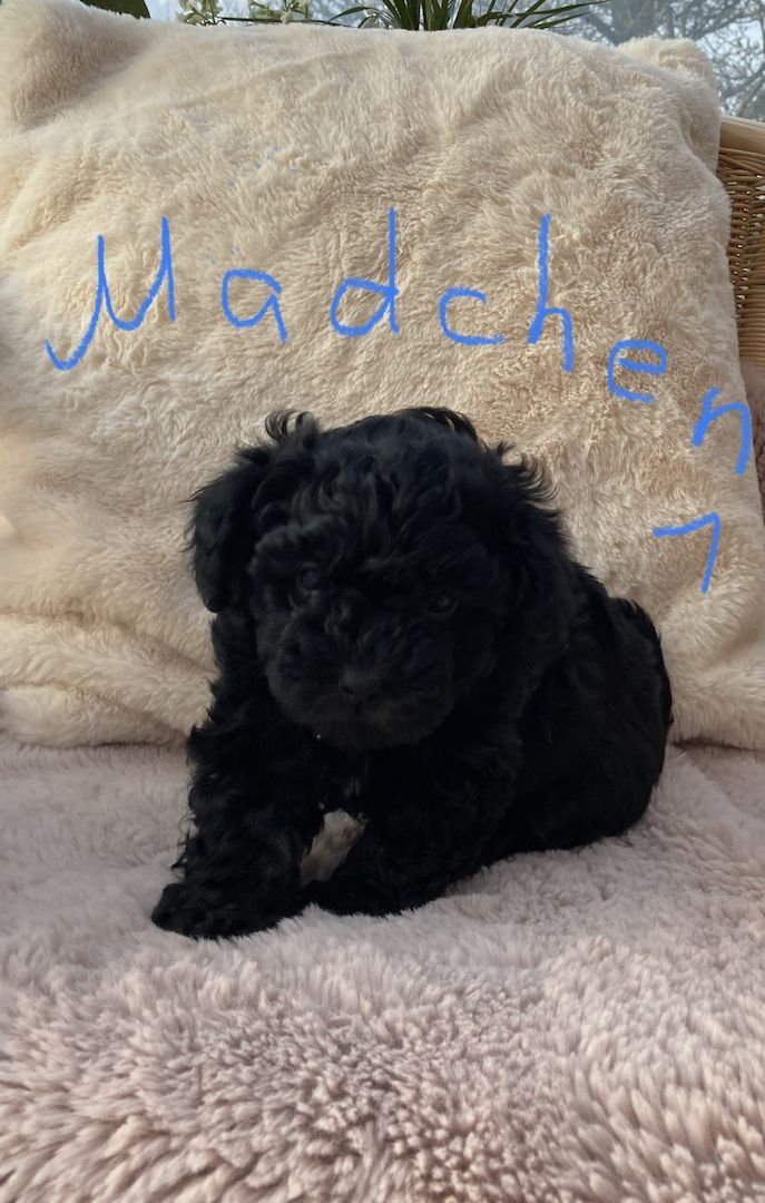 Bolonka Zwetna Welpen suchen ein neues Zuhause